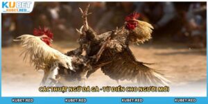 Các Thuật Ngữ Đá Gà - Từ Điển Cho Người Mới