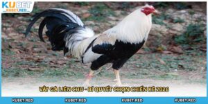 Vảy Gà Liên Chu - Bí Quyết Chọn Chiến Kê 2026